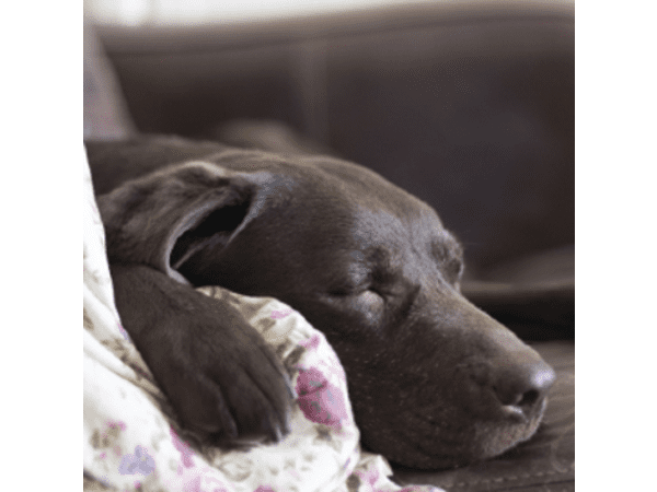 Sleeping chocolate labrador