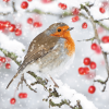 A photo of a robin on a snowy branch with holly berries in the background