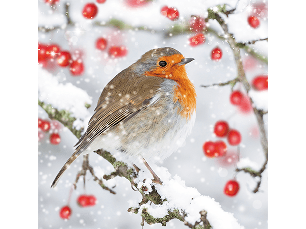 Photo of a robin in the snow surrounded by holly berries