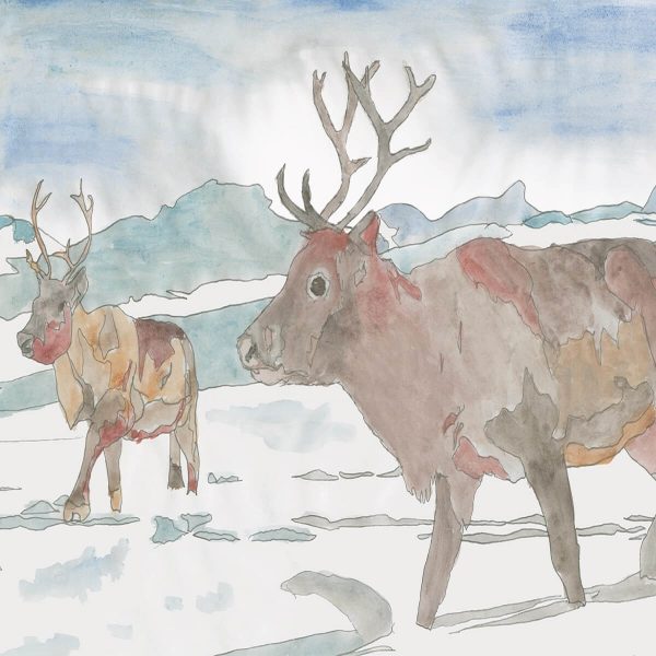 Illustration of two reindeer walking in a snowy landscape