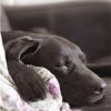 Sleeping chocolate labrador retriever