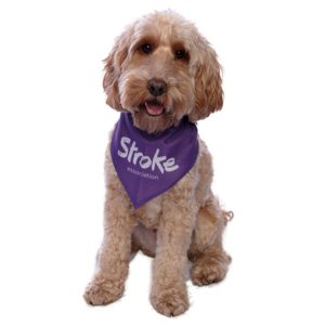 A light brown dog with a purple Stroke Association bandana on