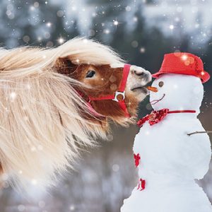 My Carrot! Christmas card pack