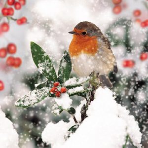 robin in trees at xmas time